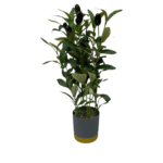 Artificial Pot Plant- Olive (40x9cm)